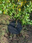 Krążek filcowy zabezpieczający przed chwastami ściółkowanie grafit fi 50 cm - 4