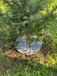 Krążek filcowy podkładka, mata, dysk antychwastowy Φ60 cm szary – do ściółkowania roślin, drzewek, drzew - 4