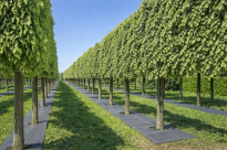 Filcowa mata przeciwchwastowa kwadratowa 40x40 cm 4mm szara, do ściółkowania roslin, drzewek, drzew, szkółkarstwa - 14