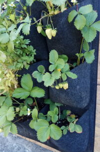 Mata wertykalna filcowa 60x80 cm