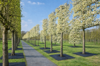 Filcowa mata przeciwchwastowa kwadratowa 90x90 cm 4mm grafit, do ściółkowania roslin, drzewek, drzew, szkółkarstwa - 12