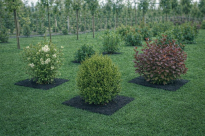 Filcowa mata przeciwchwastowa kwadratowa 37x37 cm 4mm grafit, do ściółkowania roslin, drzewek, drzew, szkółkarstwa - 2