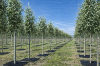 Filcowa mata kwadratowa przeciwchwastowa 37x37 cm 3mm grafit, do ściółkowania roslin, drzewek, drzew, szkółkarstwa - 6