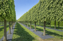 Filcowa mata przeciwchwastowa kwadratowa 37x37 cm 4mm szara, do ściółkowania roslin, drzewek, drzew, szkółkarstwa - 12