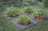 Filcowa mata kwadratowa przeciwchwastowa 37x37 cm 3mm szara, do ściółkowania roslin, drzewek, drzew, szkółkarstwa - 14