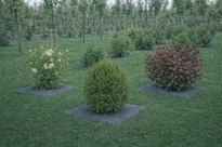 Filcowa mata przeciwchwastowa kwadratowa 37x37 cm 4mm szara, do ściółkowania roslin, drzewek, drzew, szkółkarstwa - 7