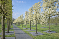 Filcowa mata kwadratowa przeciwchwastowa 37x37 cm 3mm szara, do ściółkowania roslin, drzewek, drzew, szkółkarstwa - 4