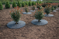 Krążek filcowy podkładka, mata, dysk antychwastowy 50 cm szary – do ściółkowania roślin, drzewek, drzew - 5