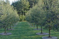 Krążek filcowy podkładka, mata, dysk antychwastowy Φ37 cm szary – do ściółkowania roślin, drzewek, drzew - 6