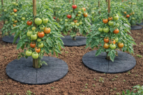 Krążek filcowy podkładka, mata, dysk antychwastowy Φ37 cm szary – do ściółkowania roślin, drzewek, drzew - 4