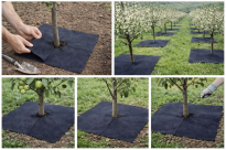 Filcowa mata przeciwchwastowa kwadratowa 60x60 cm 4mm grafit, do ściółkowania roslin, drzewek, drzew, szkółkarstwa - 2