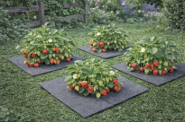 Filcowa mata przeciwchwastowa kwadratowa 60x60 cm 4mm szara, do ściółkowania roslin, drzewek, drzew, szkółkarstwa - 15