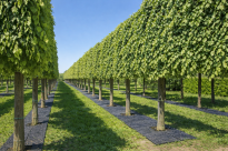 Filcowa mata przeciwchwastowa kwadratowa 70x70 cm 4mm grafit, do ściółkowania roslin, drzewek, drzew, szkółkarstwa - 14