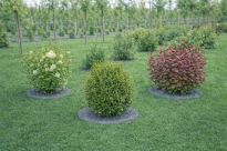 Krążek filcowy podkładka, mata, dysk antychwastowy Φ37 cm grafit– do ściółkowania roślin, drzewek, drzew - 8