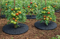 Krążek filcowy podkładka, mata, dysk antychwastowy Φ37 cm grafit– do ściółkowania roślin, drzewek, drzew - 4