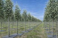 Filcowa mata przeciwchwastowa kwadratowa 50x50 cm 4mm szara, do ściółkowania roslin, drzewek, drzew, szkółkarstwa - 13