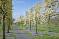 Filcowa mata przeciwchwastowa kwadratowa 50x50 cm 4mm szara, do ściółkowania roslin, drzewek, drzew, szkółkarstwa - 16