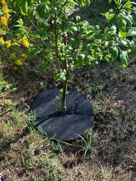 Krążki filcowe antychwastowe Bertoni – ochrona korzeni i estetyka ogrodu | Polski produkt ekologiczny